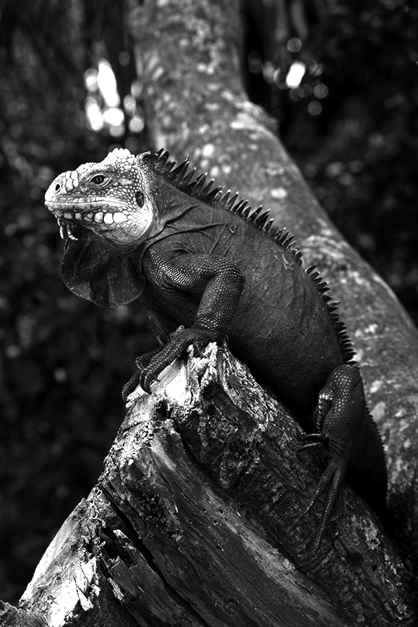 Iguana delicatissima - Lesser Antillean Iguana