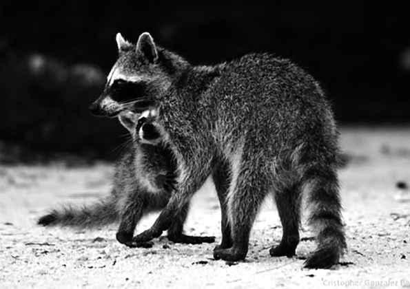 Procyon pygmaeus - Pygmy Raccoon