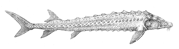 Acipenser nudiventris - Fringebarbel Sturgeon
