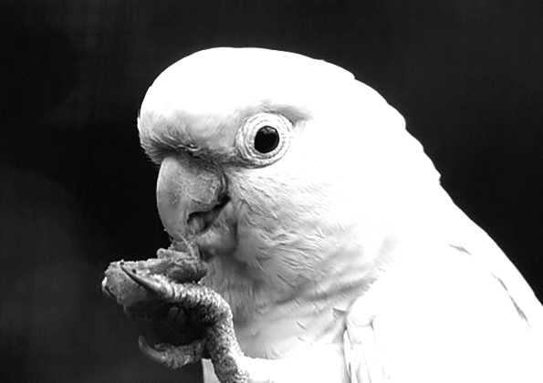 Cacatua haematuropygia - Philippine Cockatoo