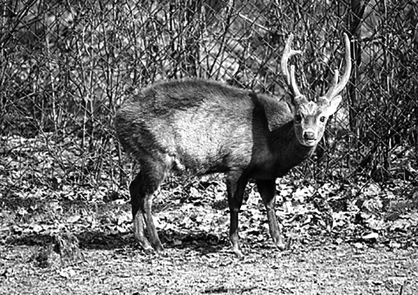 Axis kuhlii - Bawean Hog Deer
