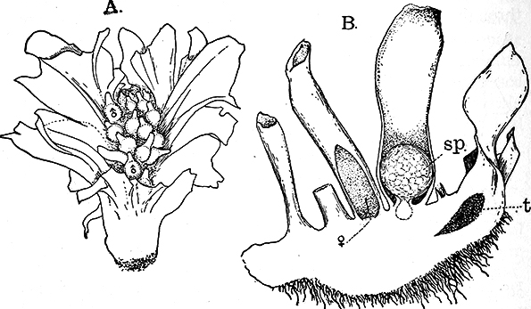Geothallus tuberosus - Campbell's Liverwort