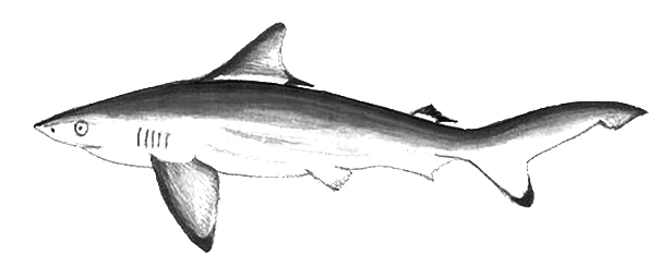 Carcharhinus hemiodon - Pondicherry Shark