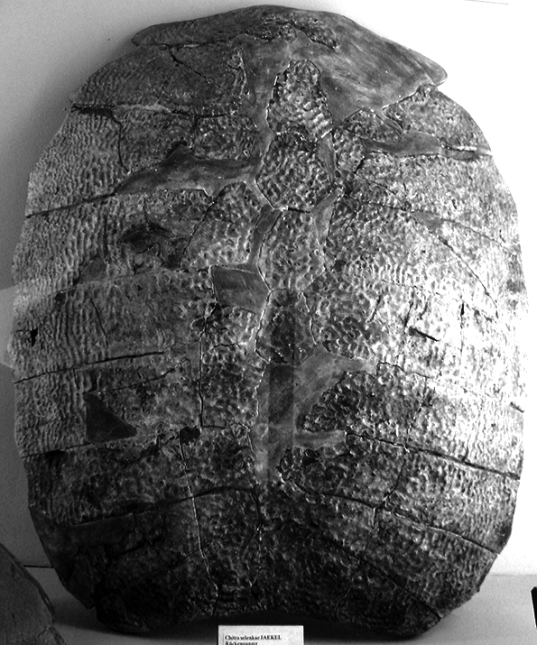 Chitra chitra - Southeast Asian Narrow-headed Softshell Turtle