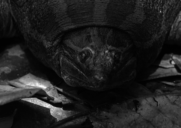Chitra chitra - Southeast Asian Narrow-headed Softshell Turtle