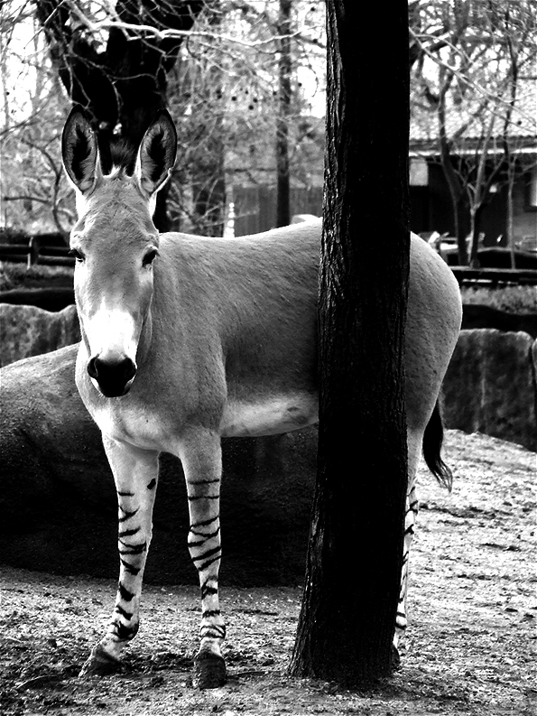 Equus africanus - African Wild Ass