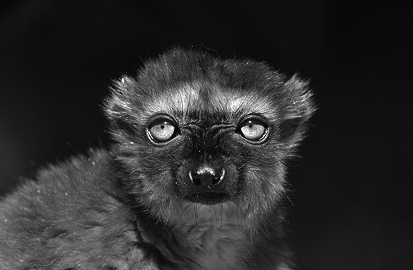 Eulemur flavifrons - Blue-eyed Black Lemur