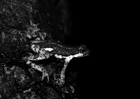 Pedostibes tuberculosus - Malabar Tree Toad