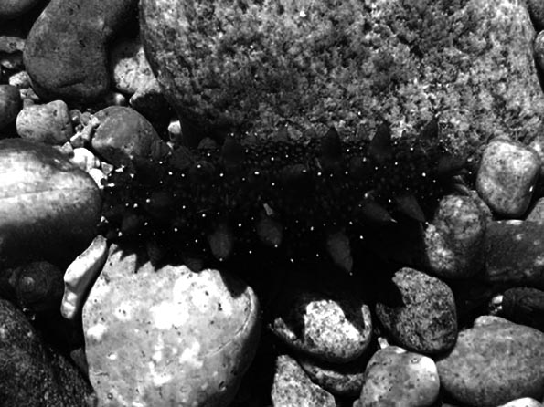 Apostichopus japonicus - Japanese Spiky Sea Cucumber