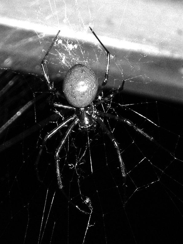 Nephilingis borbonica - Réunion Hermit Spider