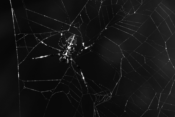 Nephilingis borbonica - Réunion Hermit Spider