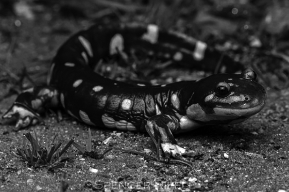 Ambystoma californiense - California Tiger Salamander