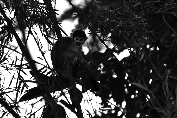 Saimiri vanzolinii - Black-headed Squirrel Monkey