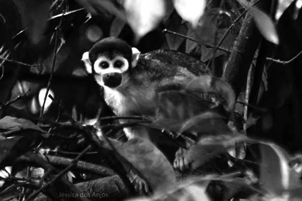 Saimiri vanzolinii - Black-headed Squirrel Monkey